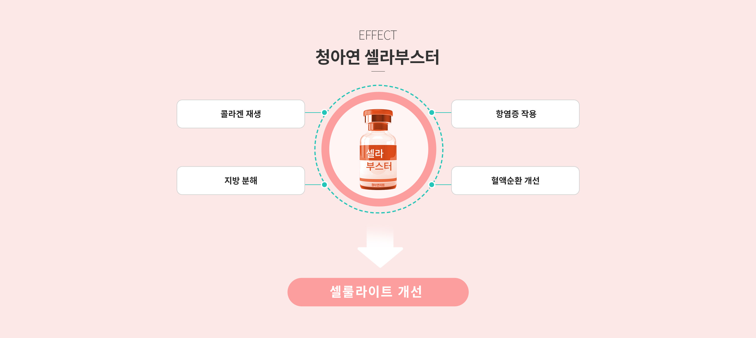 청아연 셀라부스터 효과