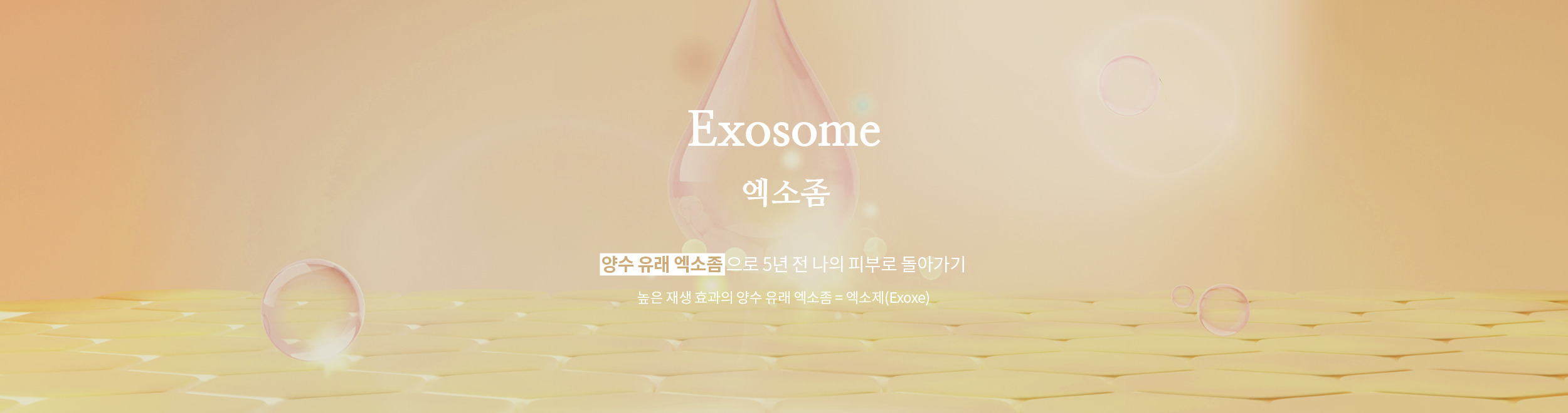 엑소좀(Exosome)